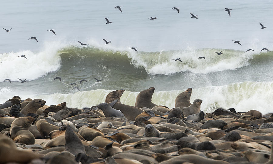 Nature Photograph - Cape Fur Seals Arctocephalus Pusillus #8 by Panoramic Images