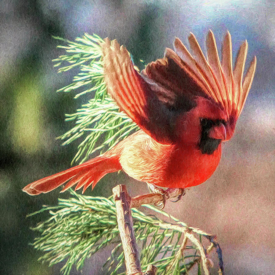 Cardinal #8 Photograph by John Freidenberg