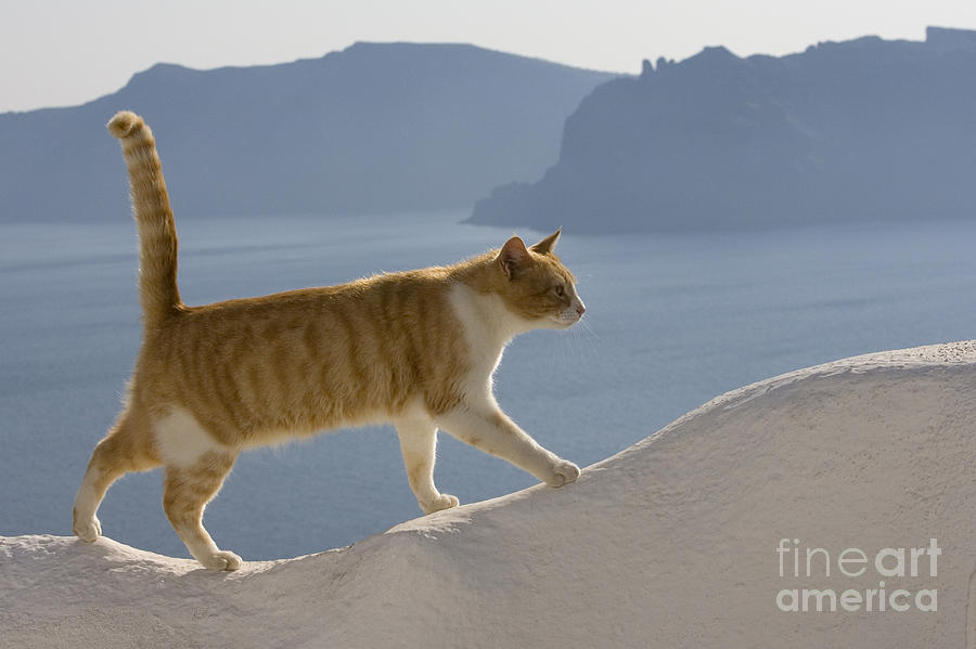 Cat On A Greek Island #8 Photograph by Jean-Louis Klein & Marie-Luce Hubert