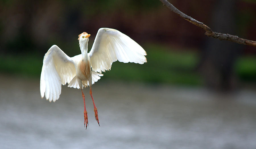 Heron Photograph - Cattle Egret In Flight Portrait #3 by Roy Williams