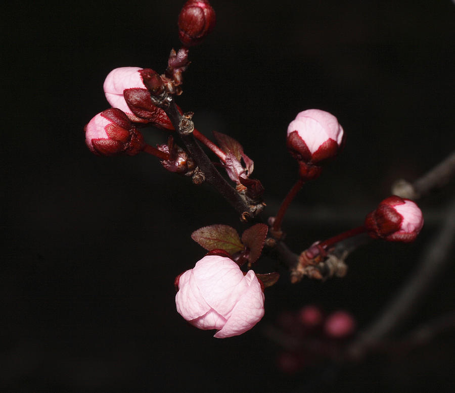 Cherry Blossom #8 Photograph by Masami Iida