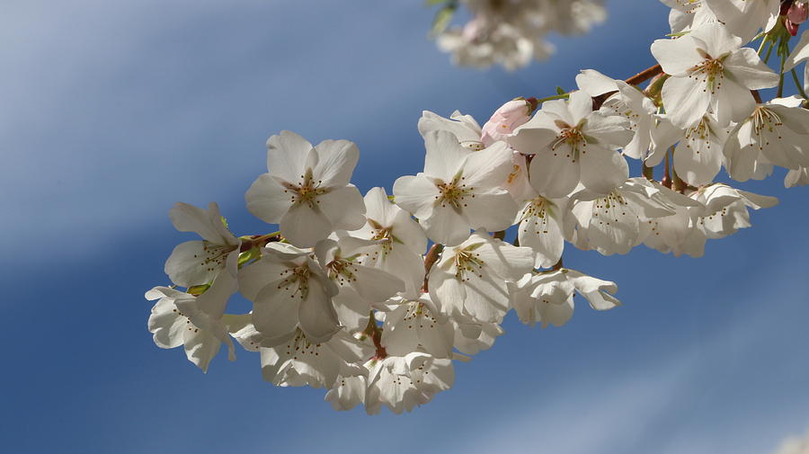 Nature Photograph - Cherry blossom  #8 by Qin  Wang