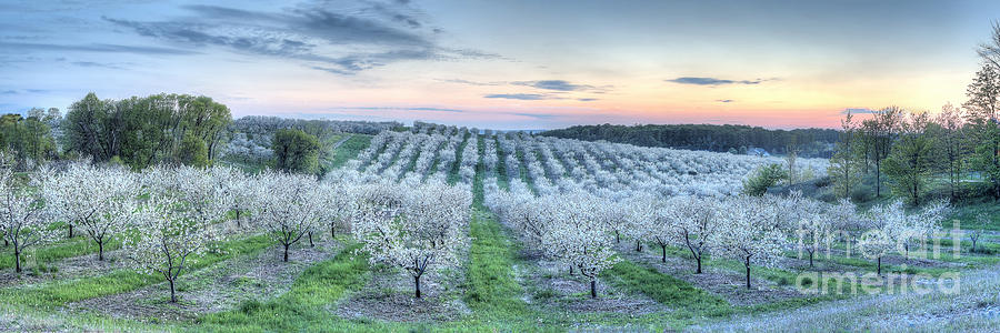 Cherry Blossoms  Spring in Traverse City, Michigan