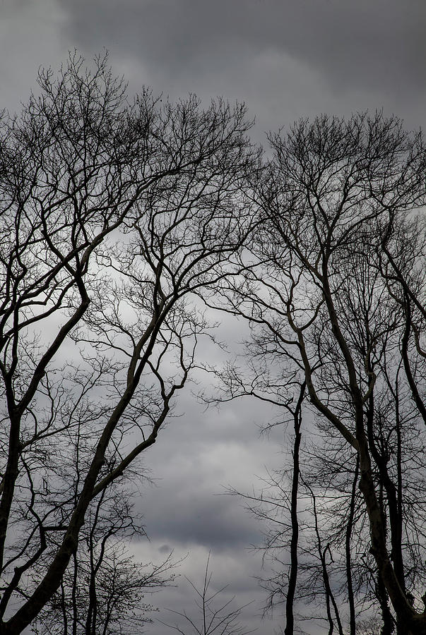Clouds Trees and Sky #8 Photograph by Robert Ullmann