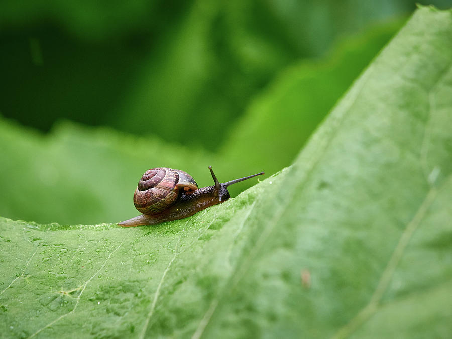 Copse snail #8 Photograph by Jouko Lehto