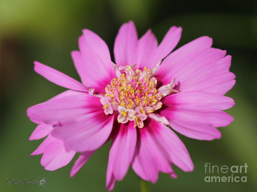Cosmos named Pink Pop Socks #10 Photograph by J McCombie