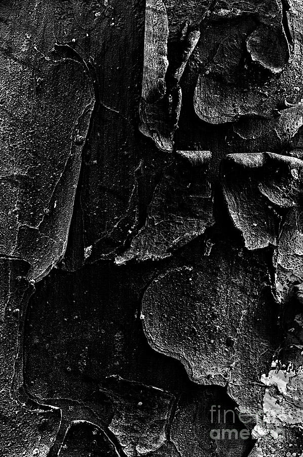 Cypress Tree Bark Close-Up  #8 Photograph by Jim Corwin