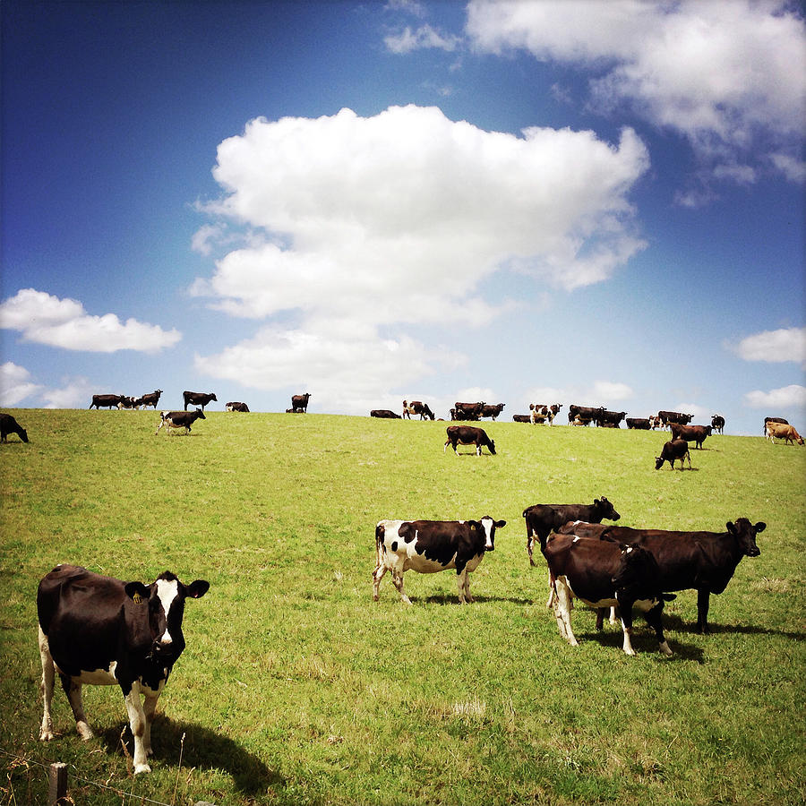 Cow Photograph - Dairy cows #8 by Les Cunliffe