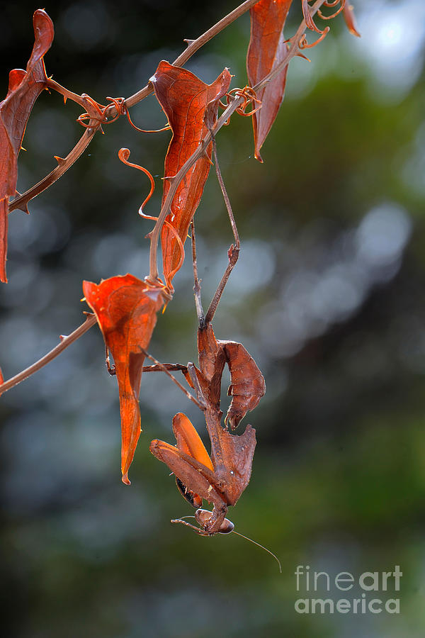 Dead Leaf Mantis #8 Photograph by Francesco Tomasinelli