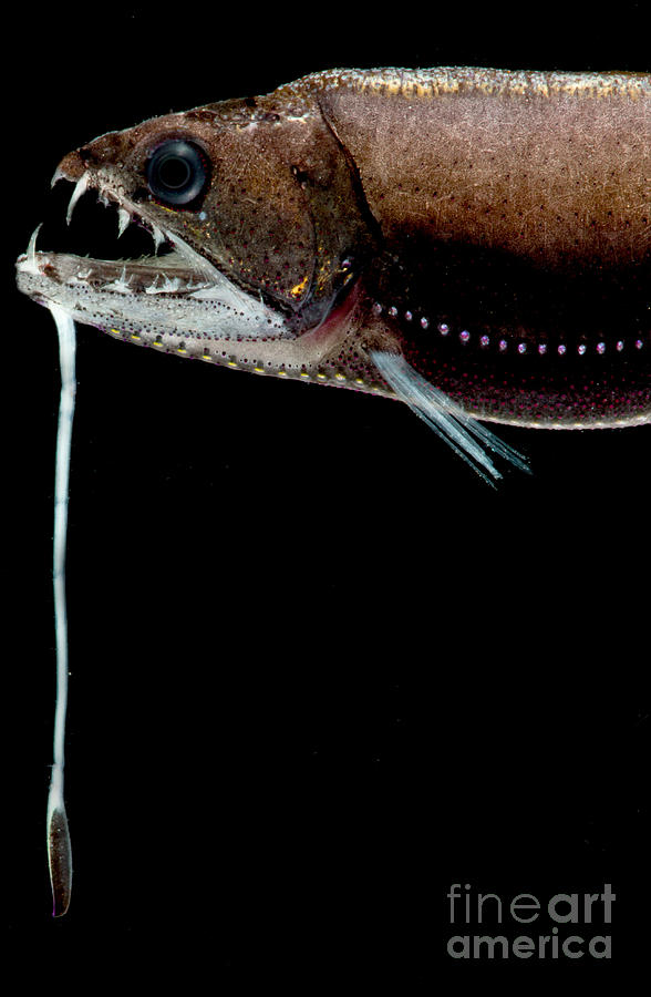 Deep Sea Dragonfish #8 Photograph by Dant Fenolio