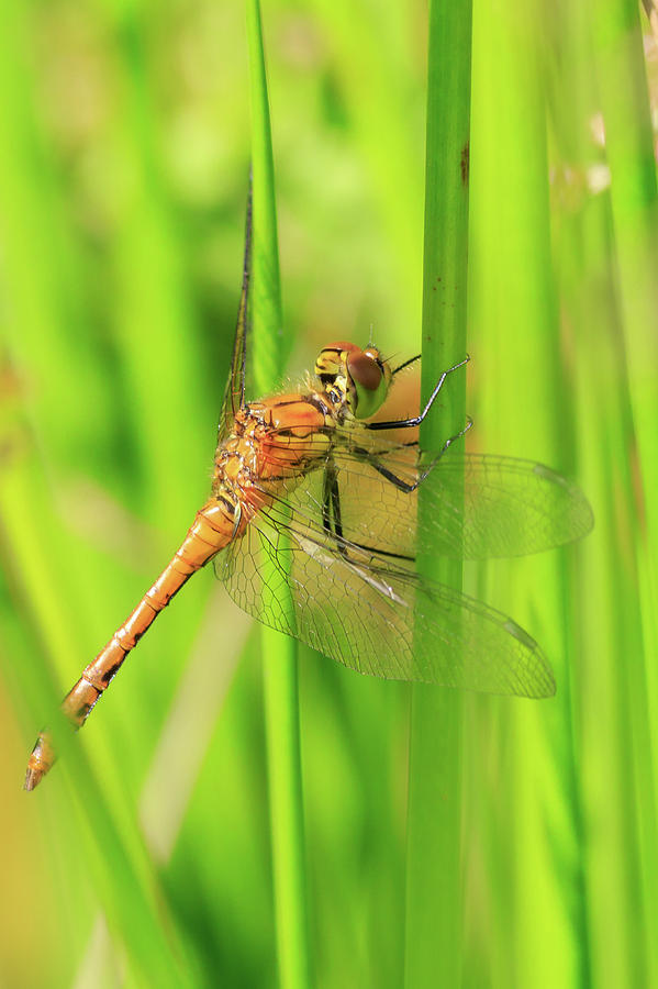 Dragonfly  #8 Photograph by Chris Smith