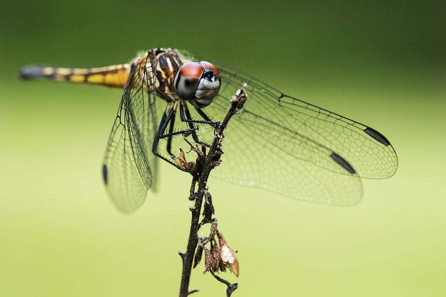 Dragonfly Photograph by Clifford Pugliese - Fine Art America