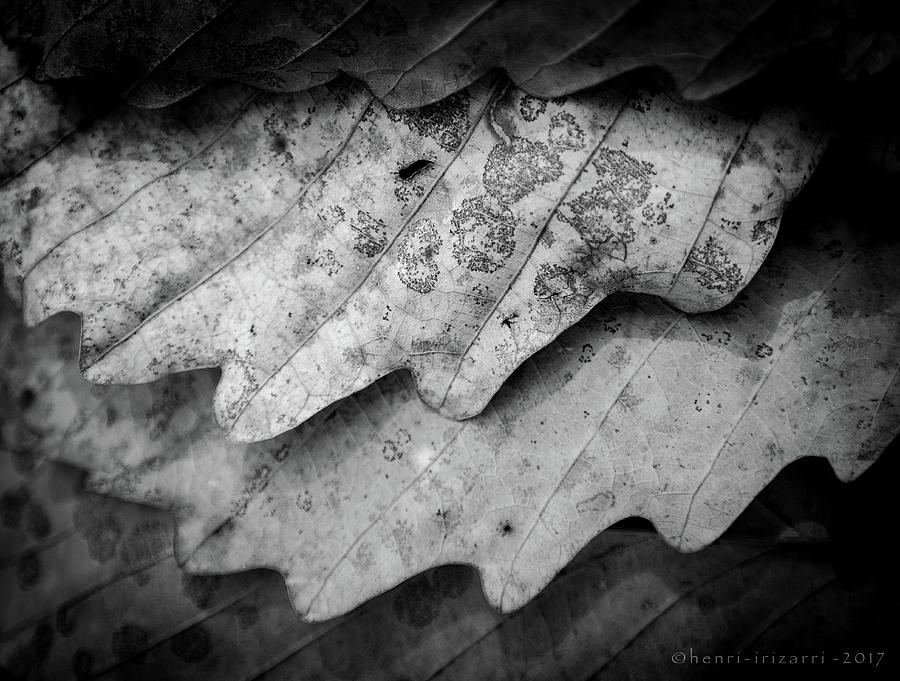Dried Leaves #8 Photograph by Henri Irizarri