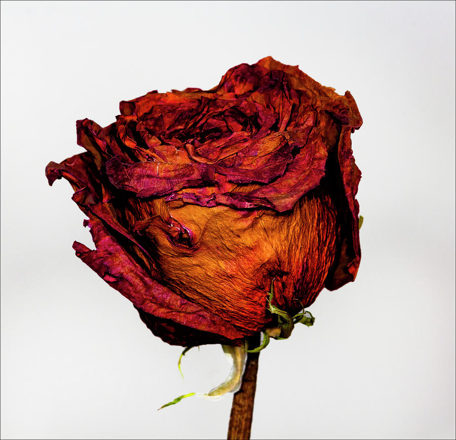 Dried Rose #8 Photograph by Robert Ullmann