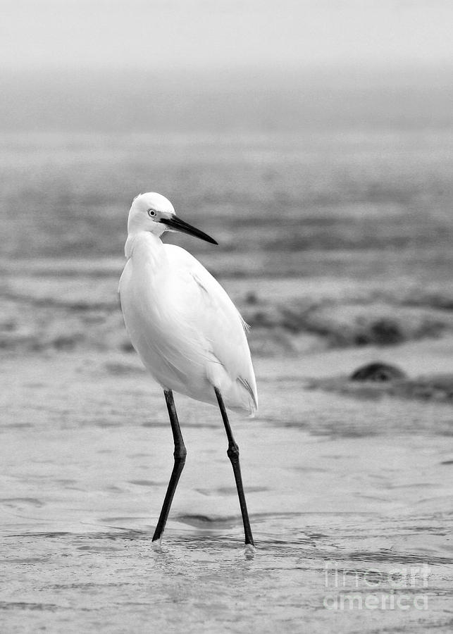 Egret in Black and White #8 Photograph by Angela Rath