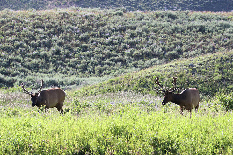 Elk Yellowstone USA #8 Photograph by Bob Savage