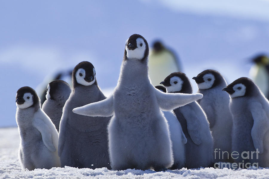 Emperor Penguin Chicks #8 Photograph by Jean-Louis Klein & Marie-Luce Hubert