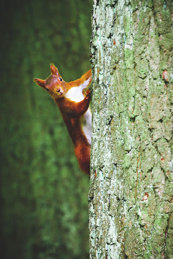 Eurasian Red Squirrel - Sciurus Vulgaris #7 Photograph by Marc Braner