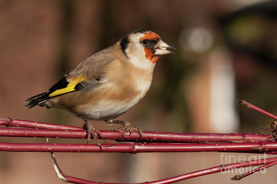 European goldfinch bird close up   #10 Photograph by Simon Bratt