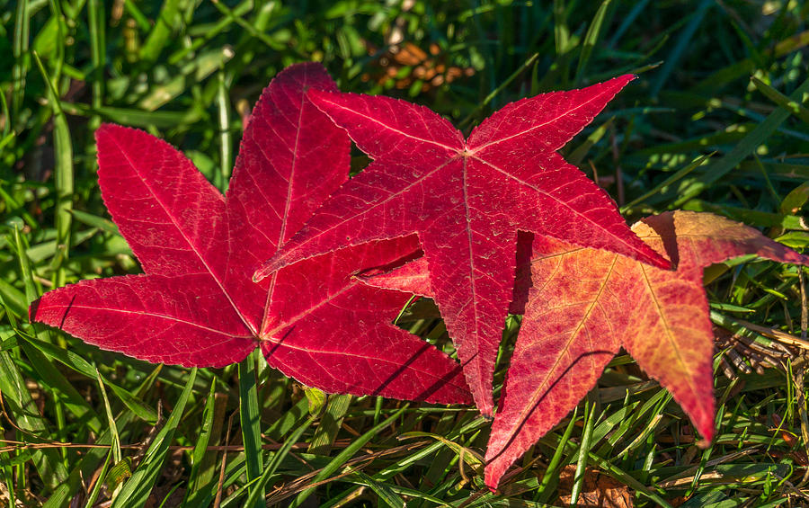 Fall foliage #8 Photograph by Asif Islam