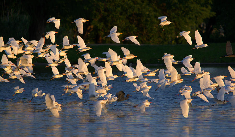 Flock Of Egrets And Herons In Flight Photograph