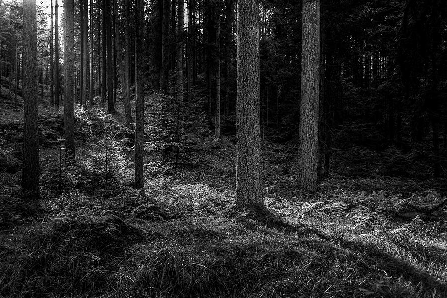Forest #8 Photograph by Elmer Jensen