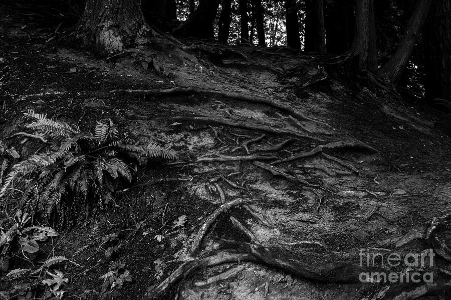 Forest Setting with Close-ups of Tree Roots  #8 Photograph by Jim Corwin