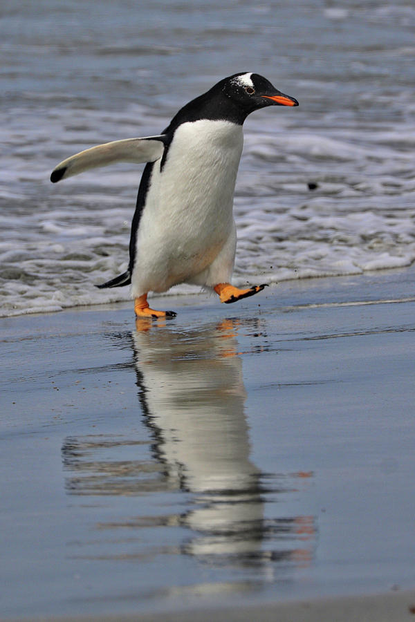 Gentoo Penguins Falkland Islands #8 Photograph by Paul James Bannerman