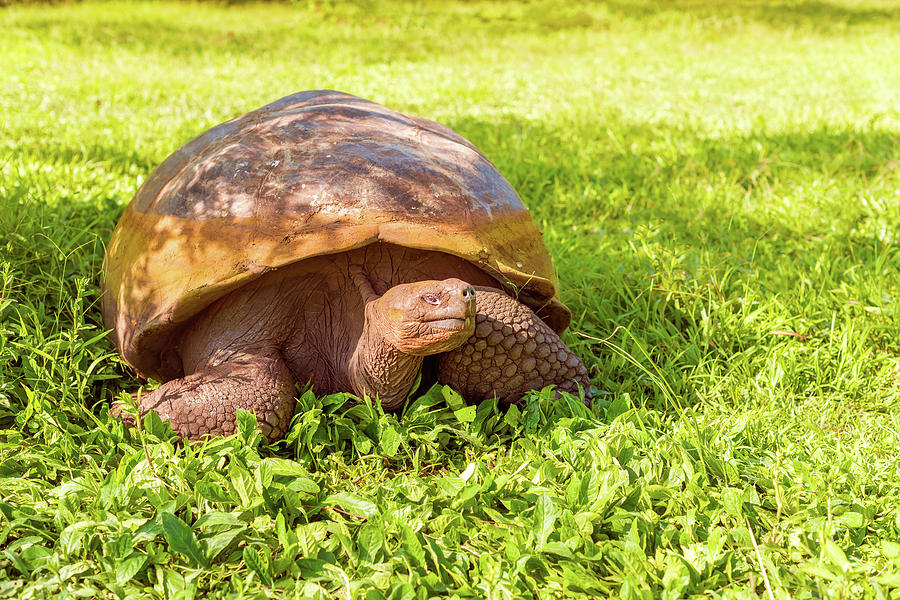 Giant turtle from Galapagos Photograph by Marek Poplawski - Fine Art ...