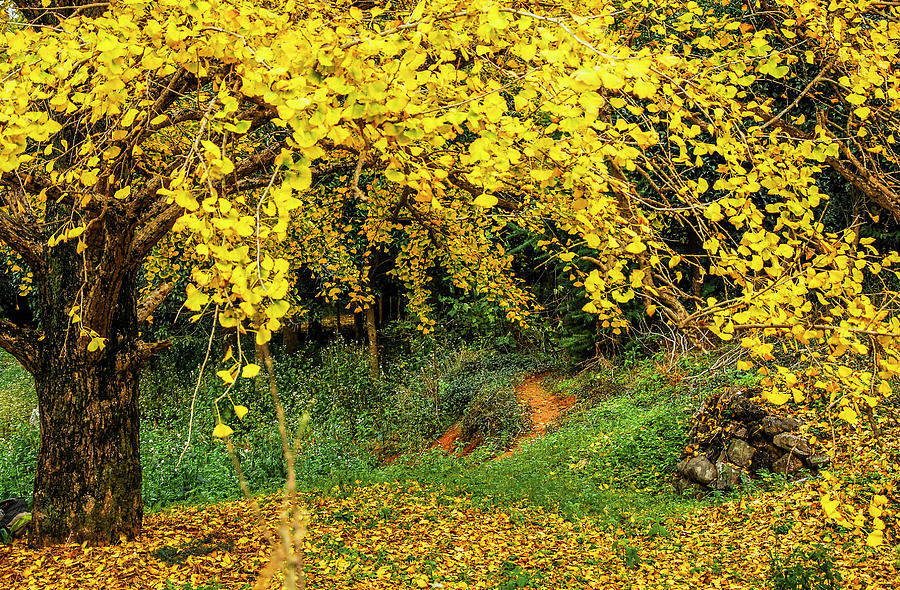 Ginkgo trees in autumn #8 Photograph by Carl Ning