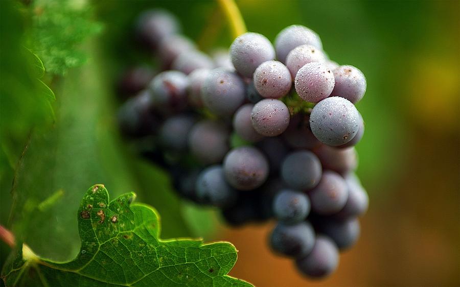 Grape Photograph - Grapes #8 by Jackie Russo