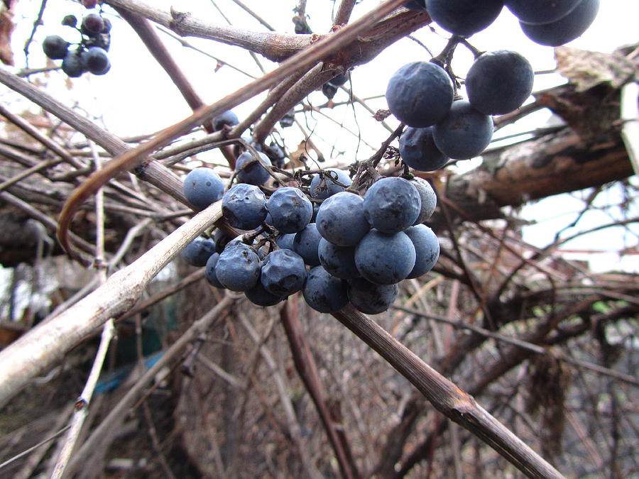 Grape Photograph - Grapes #8 by Mariel Mcmeeking