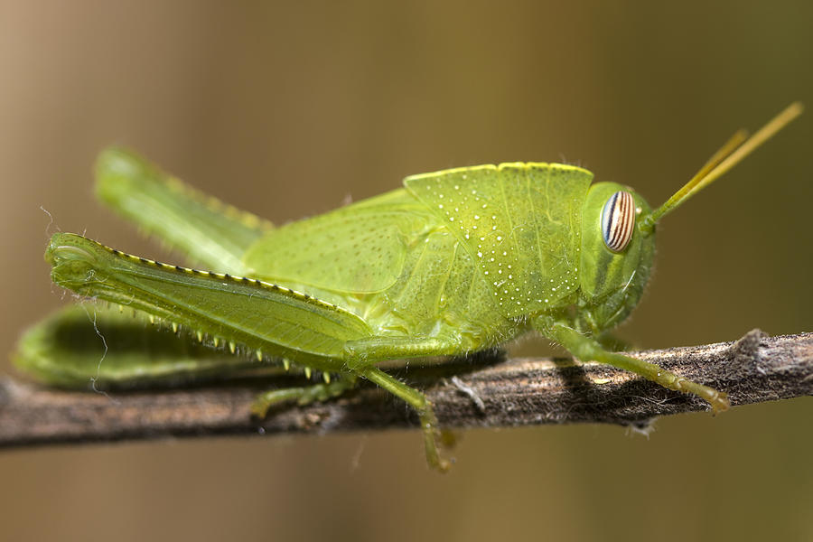 Grasshopper Photograph by Andre Goncalves - Fine Art America