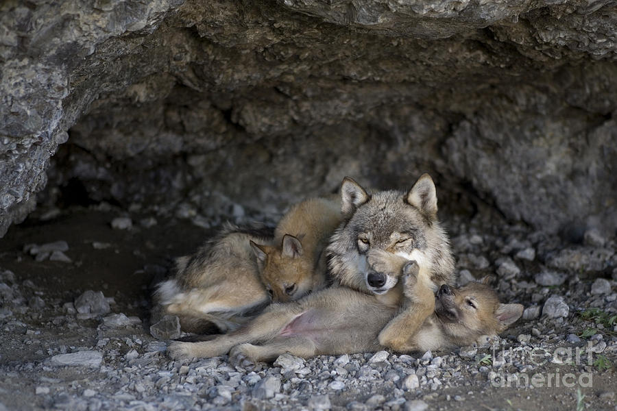 Gray Wolf And Cubs #8 Photograph by Jean-Louis Klein & Marie-Luce Hubert