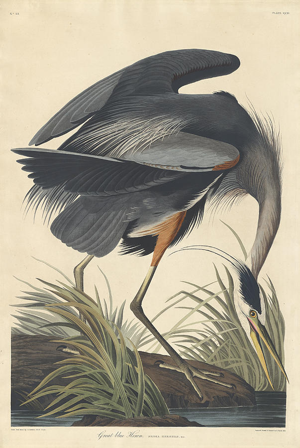 Great Blue Heron #8 Painting by John James Audubon