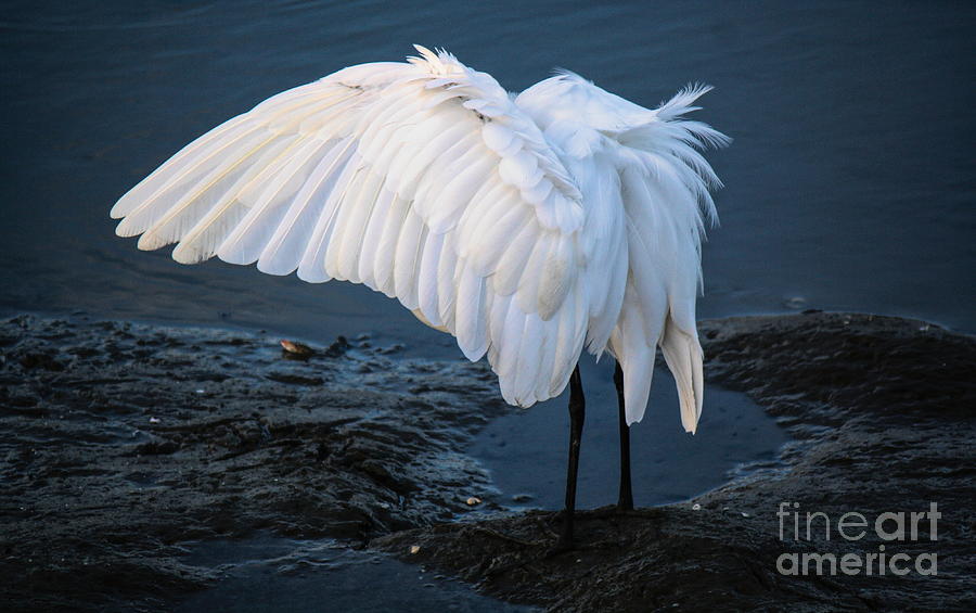 Framed Egret Photograph high quality Print, signed Paulette Thomas, Matted, Bird Art