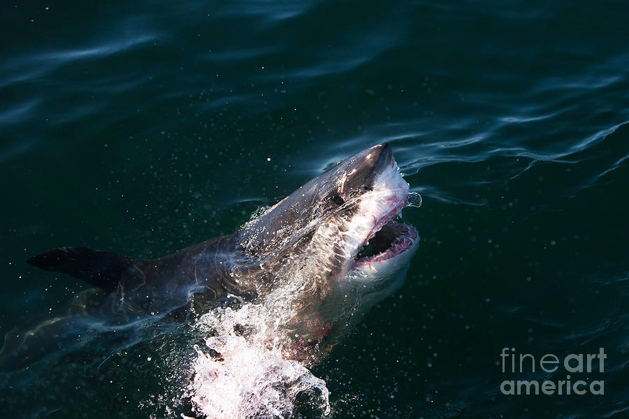 Great White Shark Carcharodon Carcharias #8 Photograph by Gerard Lacz