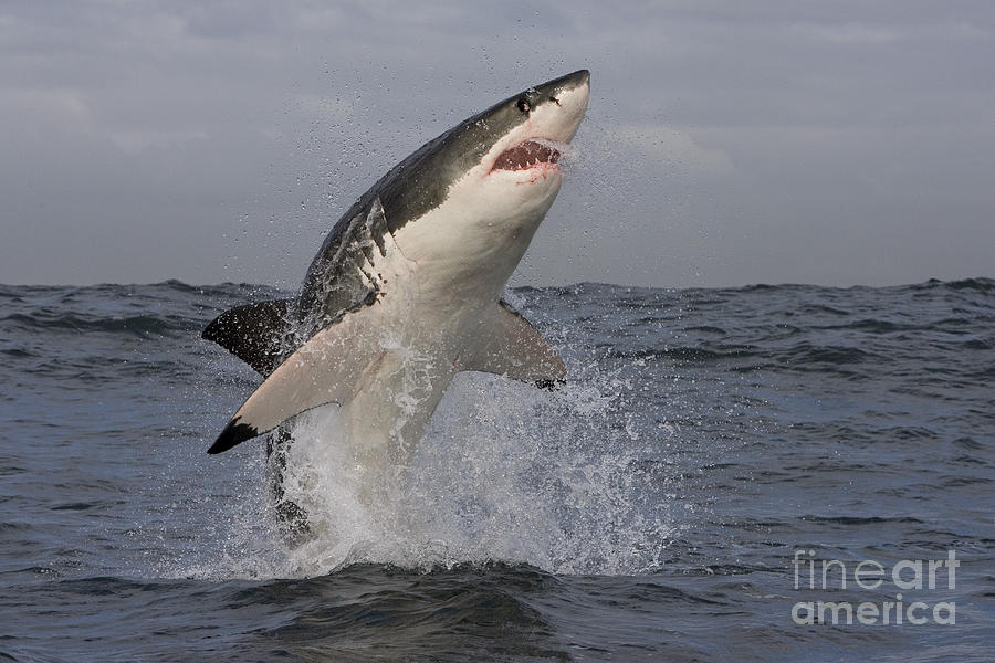 Great White Shark Photograph - Great White Shark #8 by Jean-Louis Klein & Marie-Luce Hubert