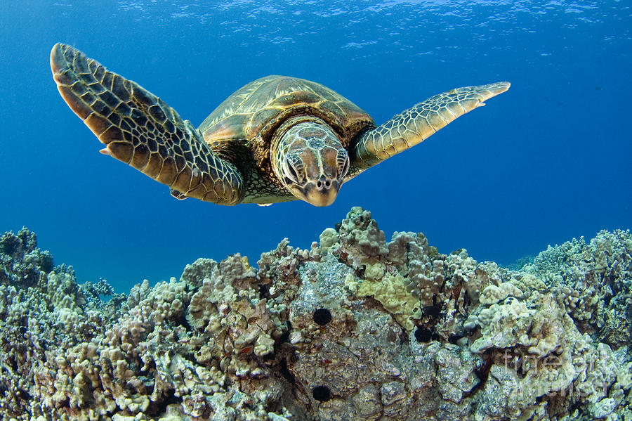 Green Sea Turtle #8 Photograph by Dave Fleetham - Printscapes