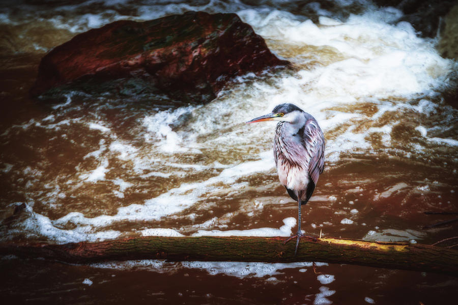 Grey Heron - Ardea Cinerea #8 Photograph by Marc Braner