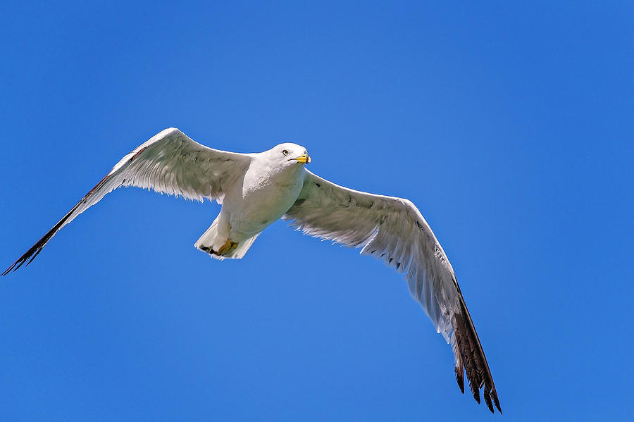 Gull in flight #8 Photograph by Peter Lakomy