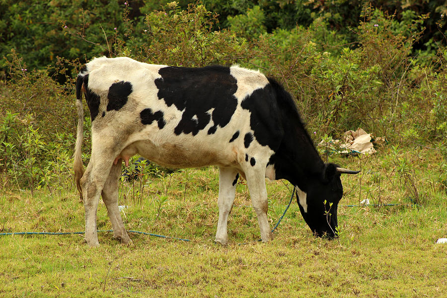 Holstein Cow on a Farm Photograph by Robert Hamm - Fine Art America