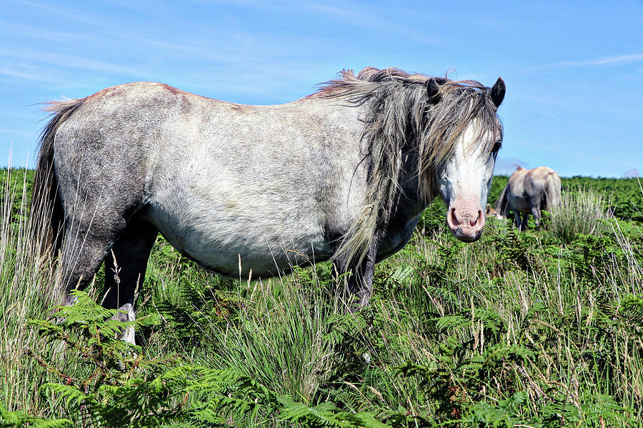 Horse Wales United Kingdom #8 Photograph by Paul James Bannerman
