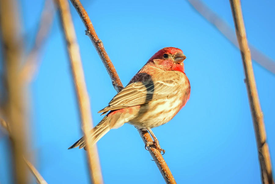 House Finch Tiny Bird Perched On A Tree #8 Photograph by Alex Grichenko