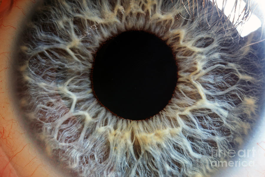 Iris Photograph - Human Iris Blue #8 by Macroscopic Solutions