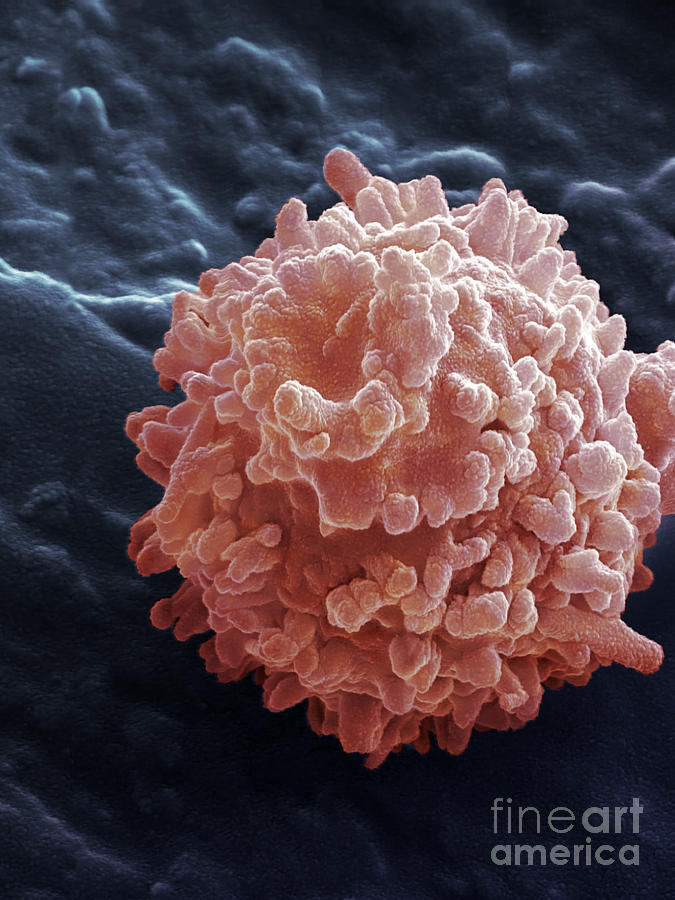 Human Lymphocyte Cell, Sem #8 Photograph by Ted Kinsman