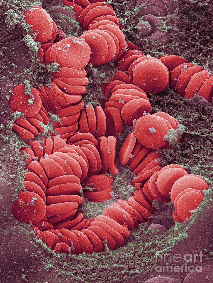 Human Red Blood Cells, Sem #8 Photograph by Ted Kinsman