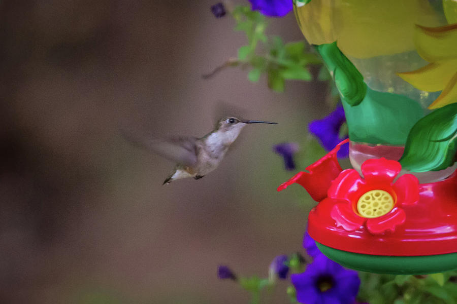 Hummingbird Found In Wild Nature On Sunny Day #8 Photograph by Alex Grichenko