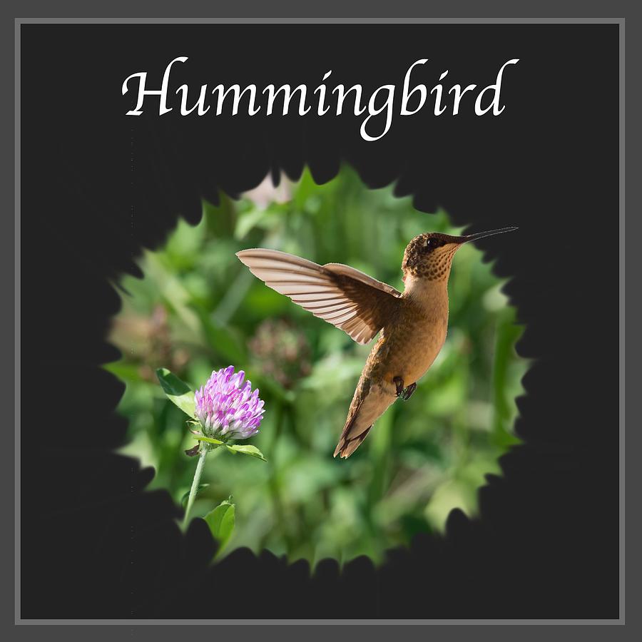 Hummingbird Photograph by Holden The Moment