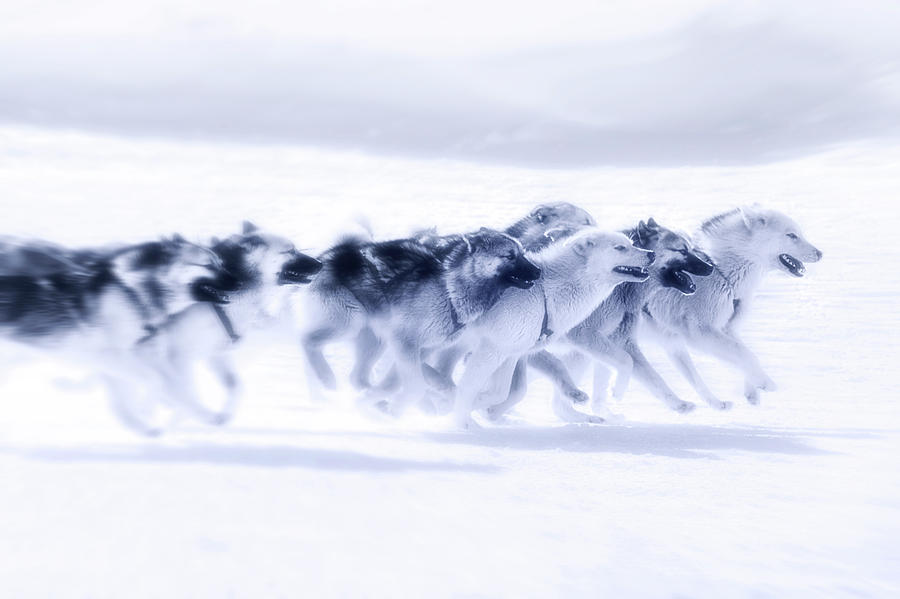 Huskies in Ilulissat, Greenland #8 Photograph by Joana Kruse